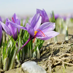 Premium Quality Saffron