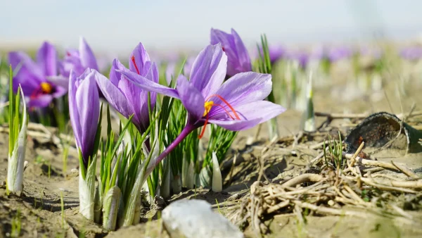 Premium Quality Saffron