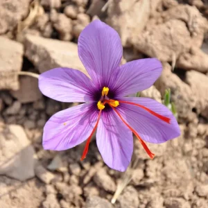 Saffron