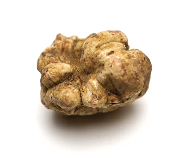 White Truffle
